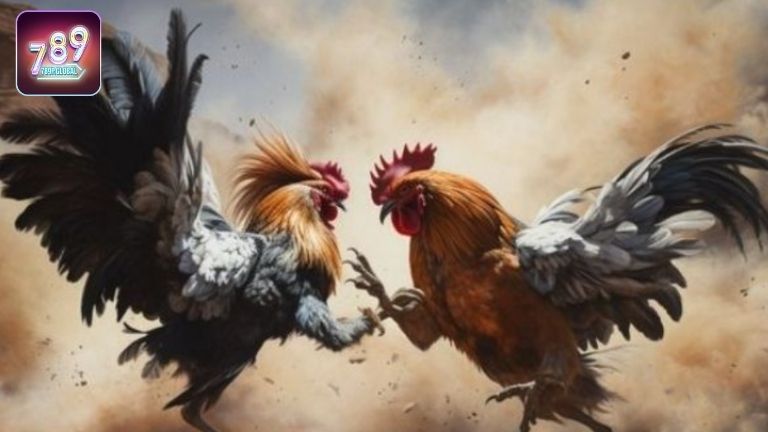 Kinh nghiệm chơi gà đá 789P chuẩn như chuyên gia